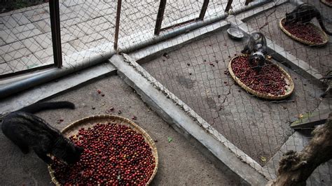 goat coffee poop|The Disturbing Secret Behind the World’s Most Expensive Coffee.